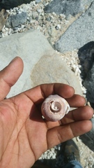 Cypraecassis coarctata