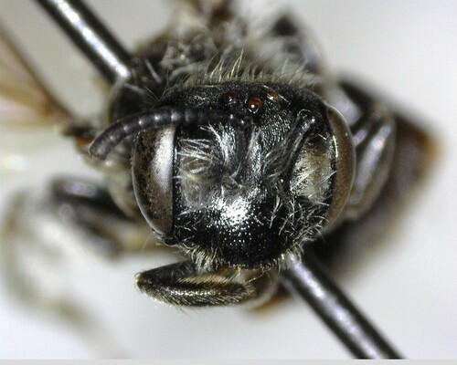 iNaturalist observation photo of Mining Bees