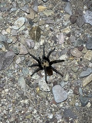Aphonopelma