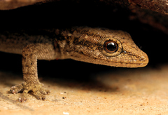 Cape Dwarf Gecko photo 3