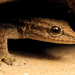Cape Dwarf Gecko - Photo (c) Wynand Uys, some rights reserved (CC BY), uploaded by Wynand Uys
