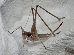 Pterolepis