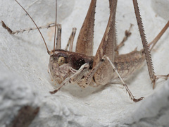 Pterolepis