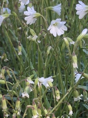 Cerastium arvense