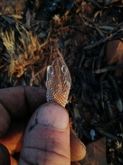 Serpentes
