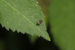 Anthocoris