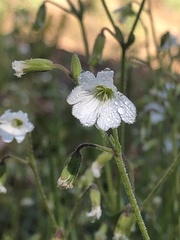 Cerastium arvense