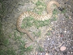 Crotalus atrox