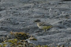Motacilla cinerea