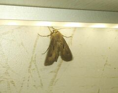 Agrotis exclamationis