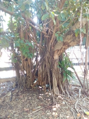 Ficus elastica