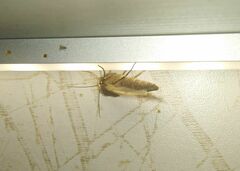 Agrotis exclamationis