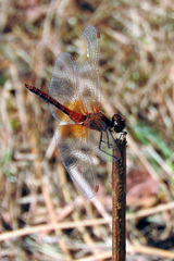 Sympetrum flaveolum