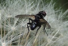 Phania funesta