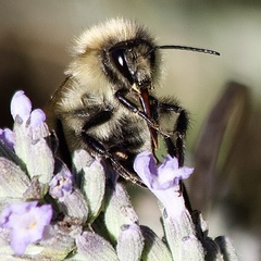 Bombus pascuorum