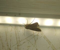 Agrotis exclamationis