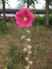 Alcea rosea