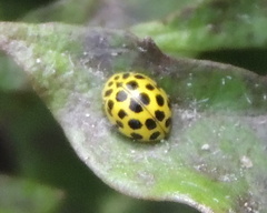 Psyllobora vigintiduopunctata