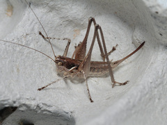 Pterolepis