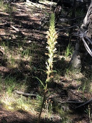 Pedicularis procera