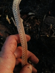 Serpentes