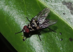 Anthomyia pluvialis