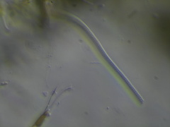 Spirochaetae