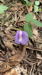 Centrosema virginianum