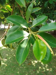 Ficus elastica