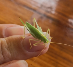 Meconema thalassinum