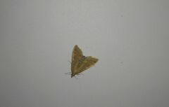 Sitochroa verticalis