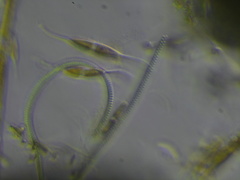 Spirochaetae