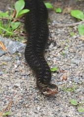 Vipera berus