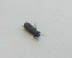 Tenebrio molitor