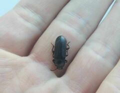 Tenebrio molitor