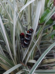Sphingidae