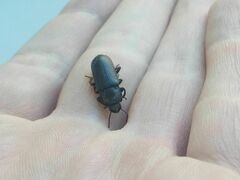Tenebrio molitor
