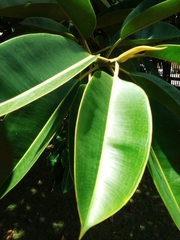 Ficus elastica