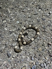 Phyllorhynchus browni