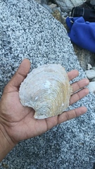 Pinctada mazatlanica
