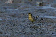 Motacilla citreola