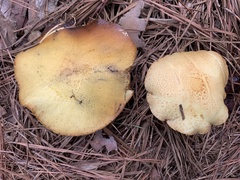 Suillus americanus