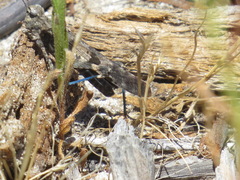 Trimerotropis fontana