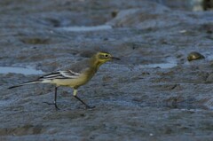Motacilla citreola