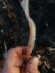Serpentes