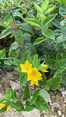Lysimachia punctata