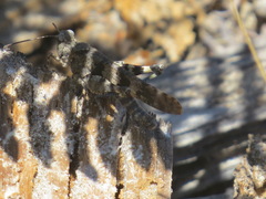 Trimerotropis fontana