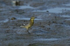Motacilla citreola