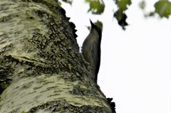 Sitta europaea