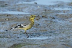 Motacilla citreola